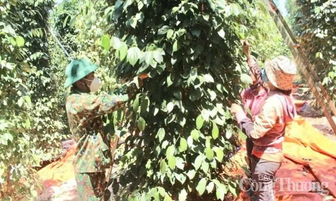 Giá tiêu hôm nay 20/12/2024: Giá tiêu trong nước hôm nay Giá tiêu hôm nay 20/12/2024: Giá tiêu trong nước hôm nay quay đầu giảm nhẹ