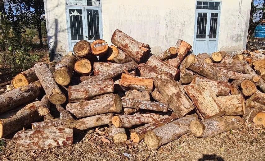 Số lượng lâm sản khai thác trái phép do lực lượng chức năng thu giữ. (Ảnh: HN) 3-go.jpg