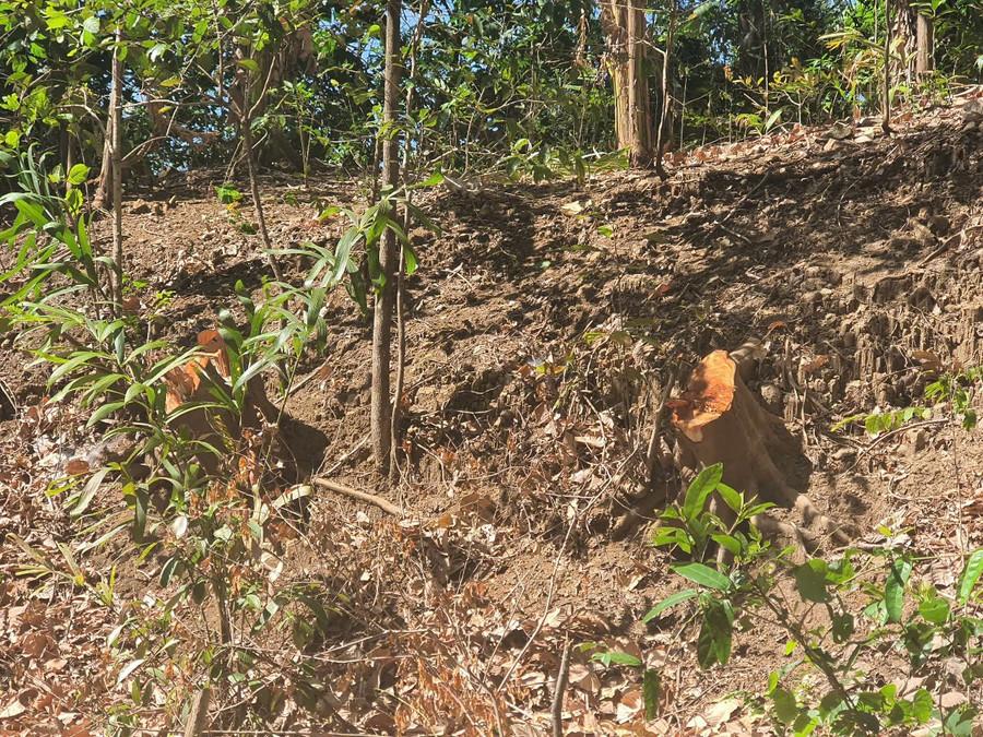 Nhiều cây rừng bị đốn hạ. (Ảnh: HN) 2-go.jpg