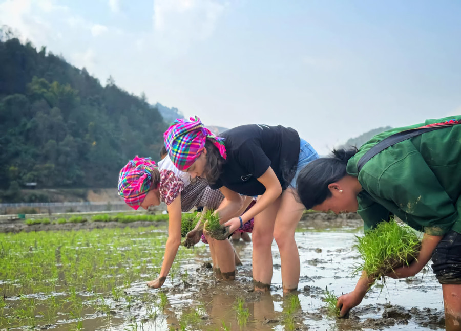 Hai nữ du khách người nước ngoài trải nghiệm cấy lúa cùng người dân. (Ảnh: A Giàng). 1000029066.jpg
