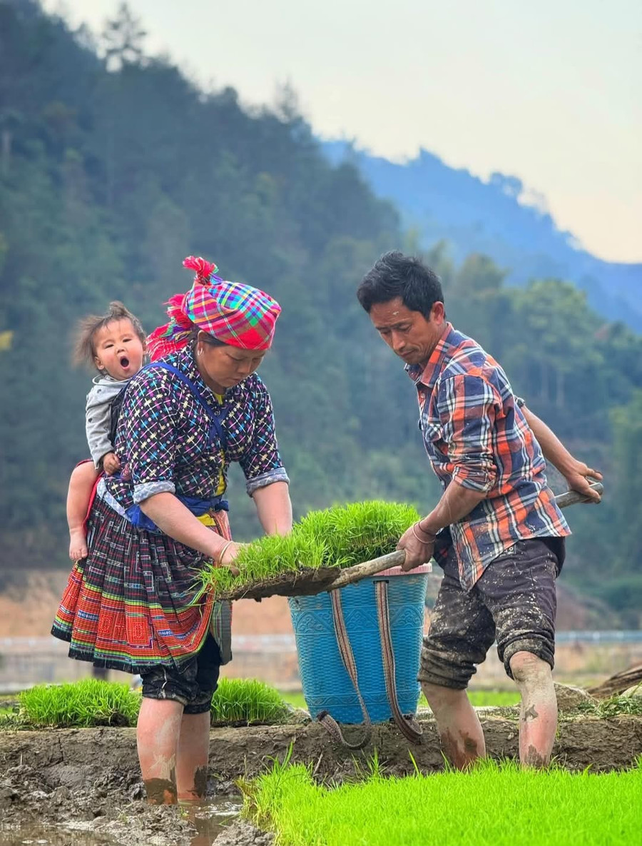 Người dân Mù Cang Chải cấy lúa vụ Đông. (Ảnh: A Giàng). 1000029064.jpg