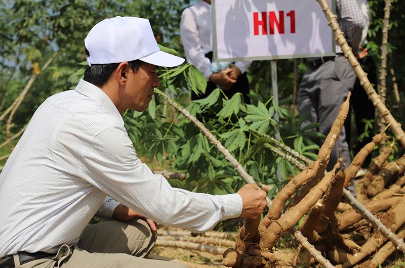 Thu hoạch sắn HN1 trên địa bàn vùng đồi huyện Bố Trạch.