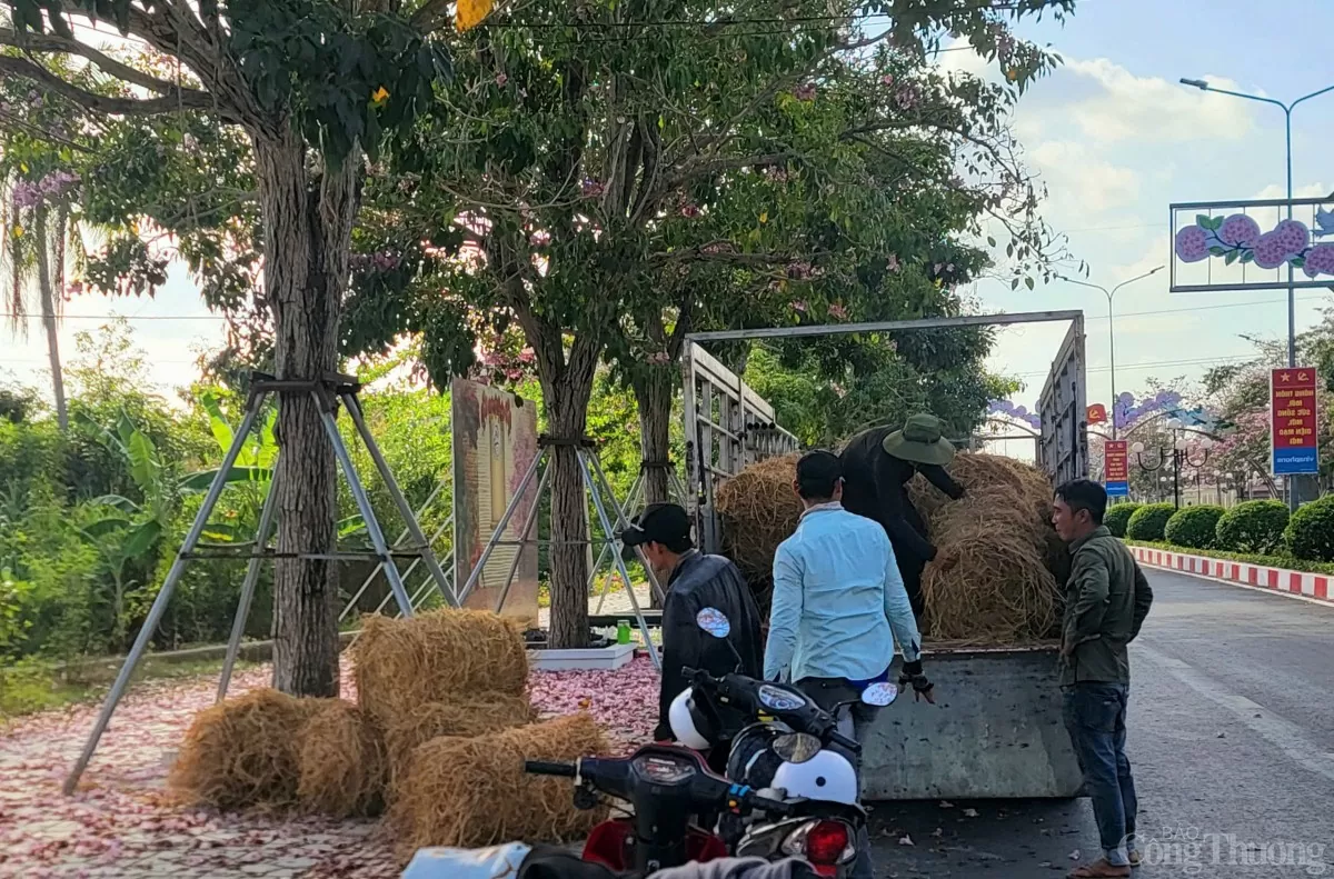 Ngắm con đường hoa kèn hồng đẹp mê hồn ở Sóc Trăng Ngắm con đường hoa kèn hồng đẹp mê hồn ở Sóc Trăng