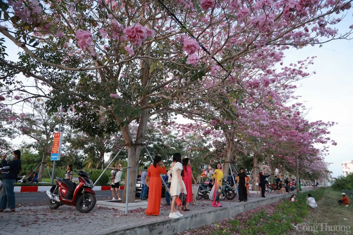 Ngắm con đường hoa kèn hồng đẹp mê hồn ở Sóc Trăng Ngắm con đường hoa kèn hồng đẹp mê hồn ở Sóc Trăng