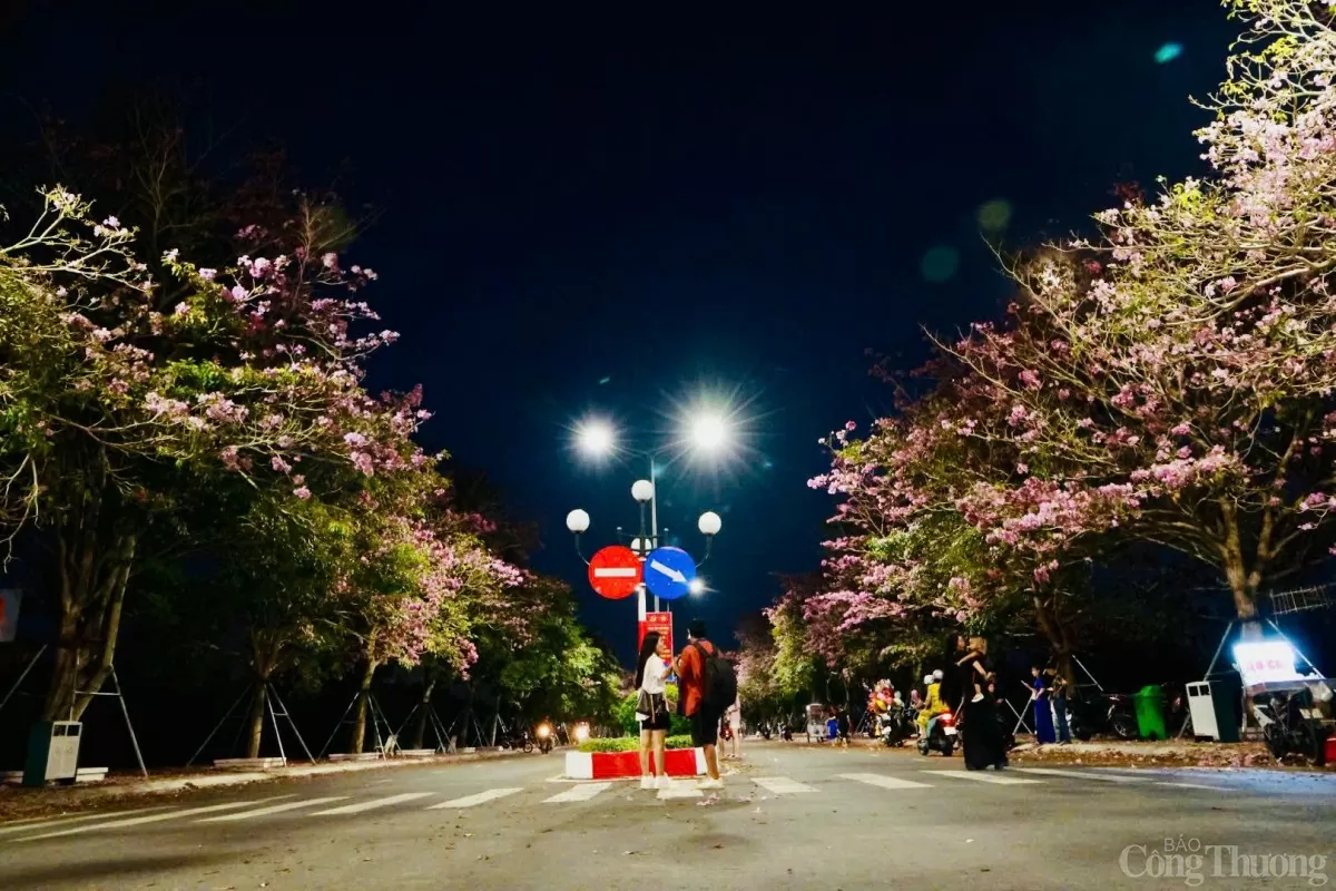 Ngắm con đường hoa kèn hồng đẹp mê hồn ở Sóc Trăng Ngắm con đường hoa kèn hồng đẹp mê hồn ở Sóc Trăng