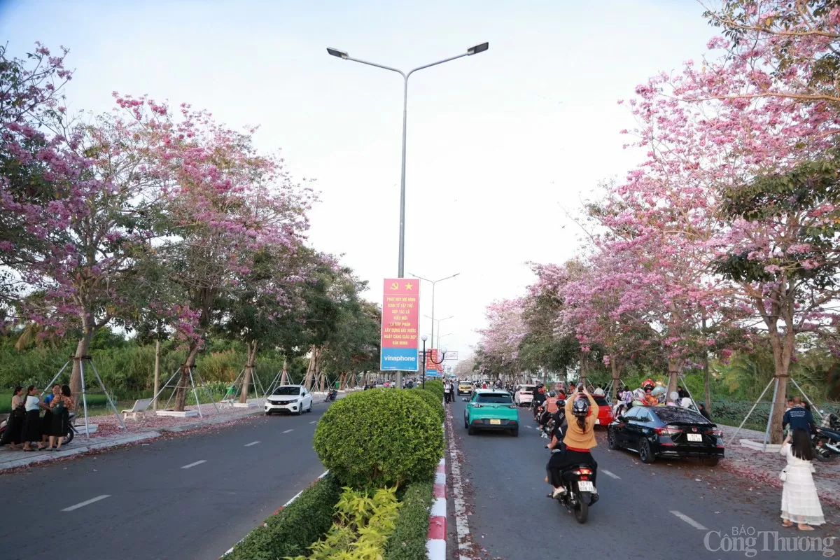 Ngắm con đường hoa kèn hồng đẹp mê hồn ở Sóc Trăng Ngắm con đường hoa kèn hồng đẹp mê hồn ở Sóc Trăng