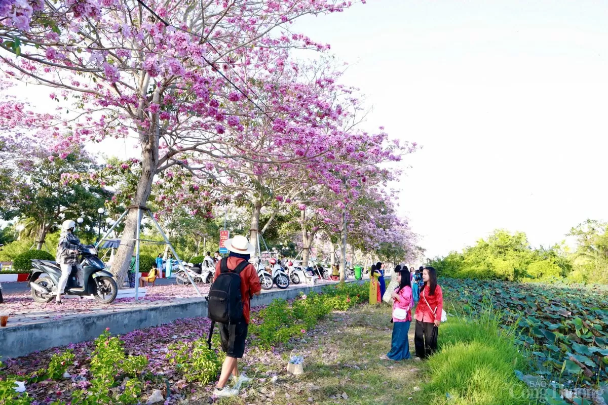 Ngắm con đường hoa kèn hồng đẹp mê hồn ở Sóc Trăng Ngắm con đường hoa kèn hồng đẹp mê hồn ở Sóc Trăng
