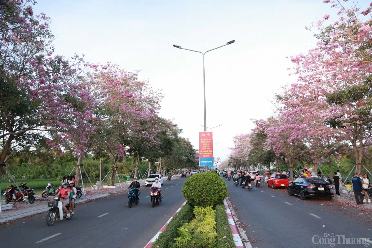 Ngắm con đường hoa kèn hồng đẹp mê hồn ở Sóc Trăng Ngắm con đường hoa kèn hồng đẹp mê hồn ở Sóc Trăng