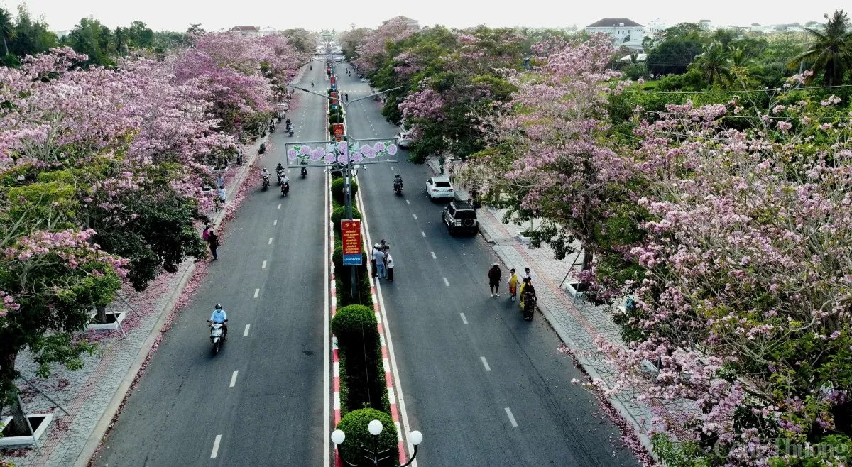 Ngắm con đường hoa kèn hồng đẹp mê hồn ở Sóc Trăng Ngắm con đường hoa kèn hồng đẹp mê hồn ở Sóc Trăng