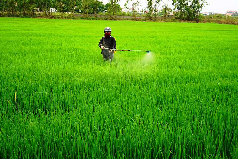 Người dân nên chủ động phát hiện sớm các đối tượng sâu bệnh để có biện pháp phòng trừ.