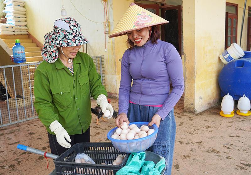 Mỗi ngày chị Phan Thị Lương bán ra thị trường hơn 800 quả trứng.