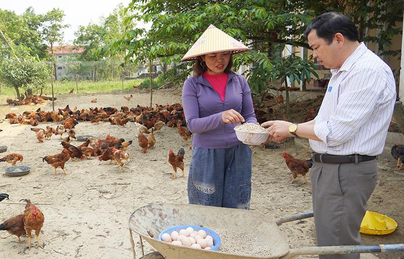 Mô hình nuôi gà thả vườn đem lại thu nhập ổn định cho gia đình chị Phan Thị Lương.