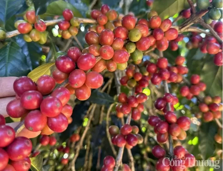 Giá cà phê Robusta vẫn neo ở vùng giá cao lịch sử
