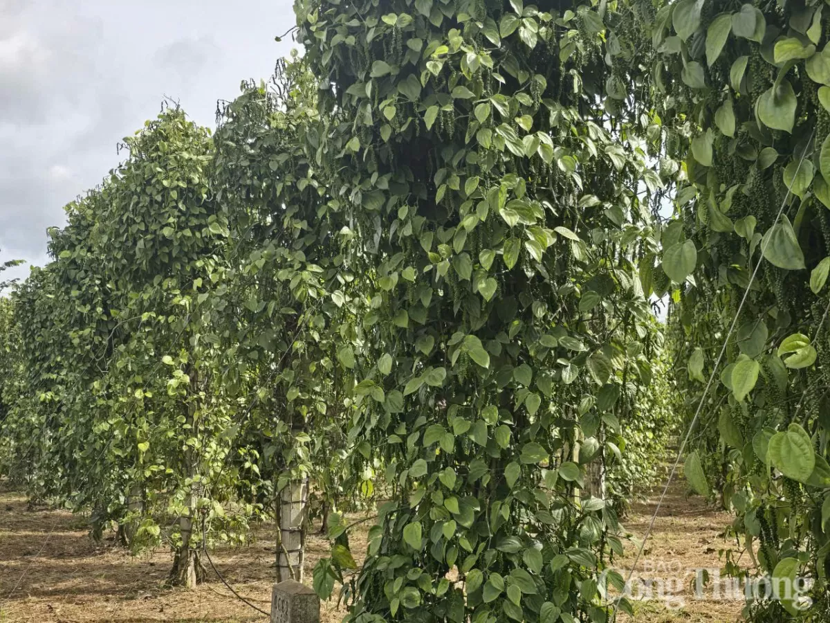 Giá tiêu hôm nay 27/3/2025 trong nước tăng cao