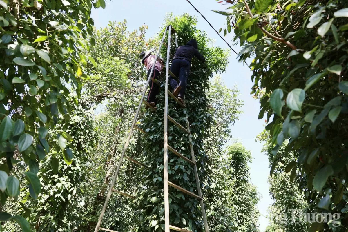 Giá tiêu hôm nay 27/3/2025 trong nước tăng cao
