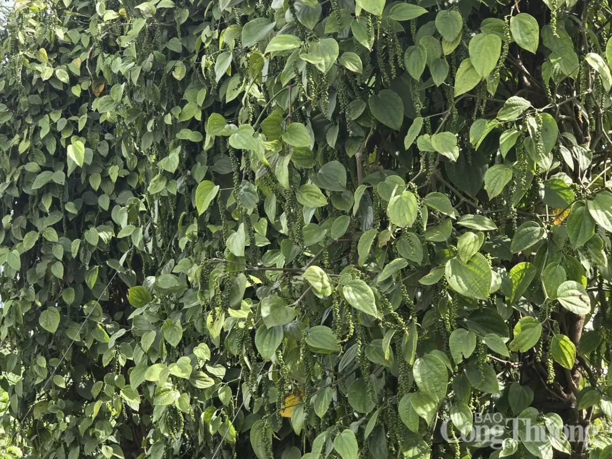 Giá tiêu hôm nay 31/3/2025, thị trường neo ở mức cao Giá tiêu hôm nay 31/3/2025, thị trường neo ở mức cao