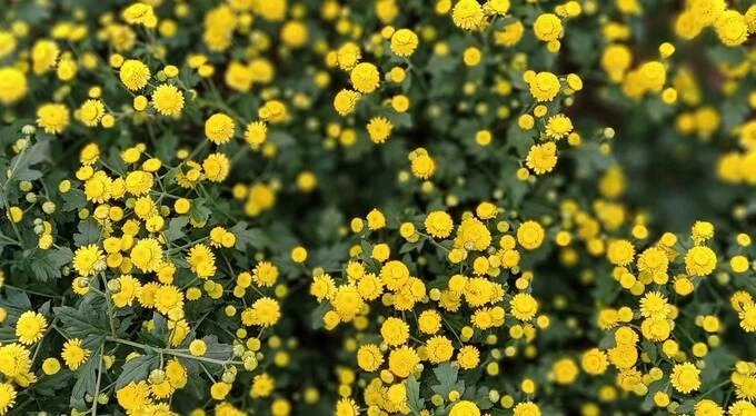 Hợp chất từ cây hoa cúc vàng diệt tảo độc trong nước.