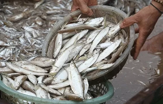 Cá tép dầu sấy khô: Vươn tầm chinh phục thị trường lớn Cá tép dầu sấy khô: Vươn tầm chinh phục thị trường lớn