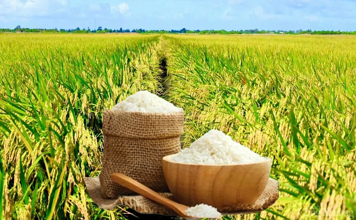 Giá lúa gạo hôm nay ngày 9/4: Lúa tươi đồng loạt tăng