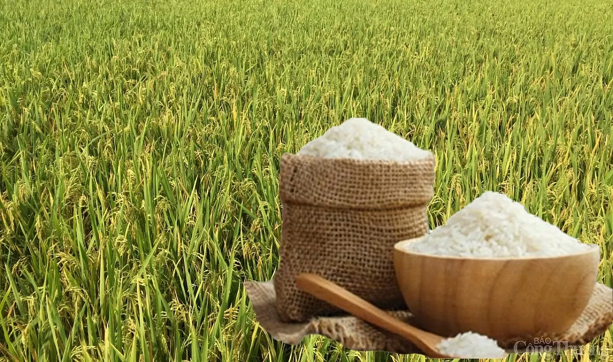 Giá lúa gạo hôm nay ngày 10/4: Lúa gạo biến động nhẹ