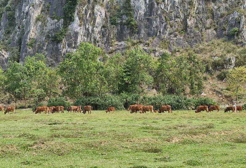 Nhờ nuôi các giống bò lai, nhiều hộ dân huyện Tuyên Hóa đã vươn lên làm giàu.