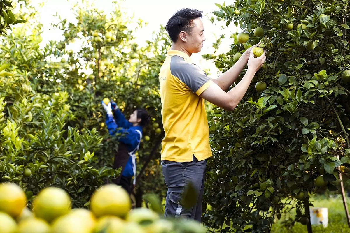 ‘Bắc cầu’ thị trường cho nông sản vùng cao: Khơi thông từ chính sách tới hành động