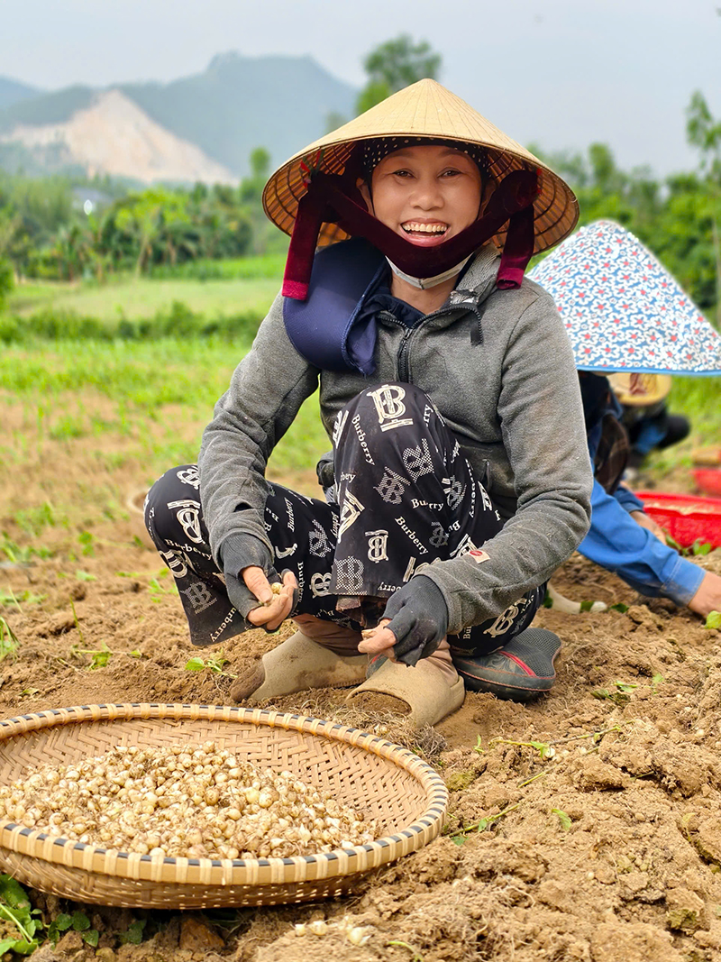 Bà con nông dân xã Quảng Thạch thu hoạch nén. 