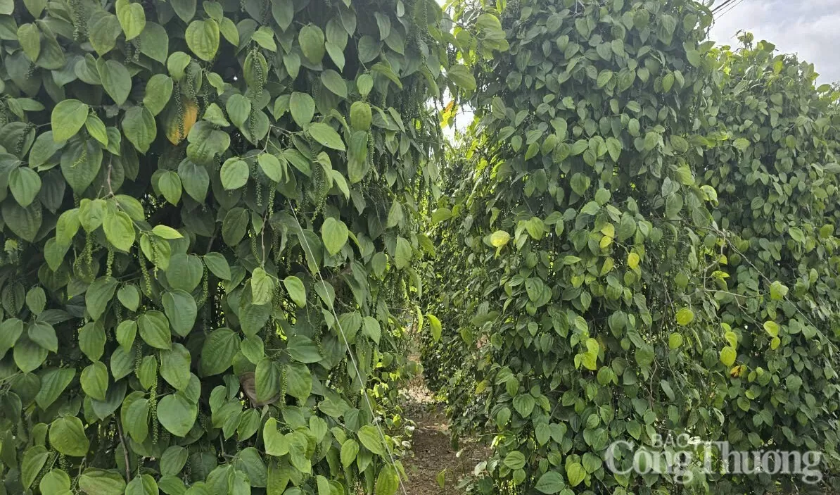 Giá tiêu hôm nay 16/4/2025, trong nước duy trì đà tăng