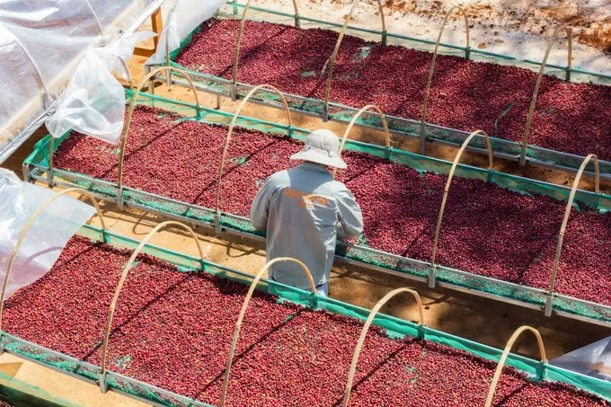 Cà phê đặc sản Gia Lai Cà phê đặc sản Gia Lai