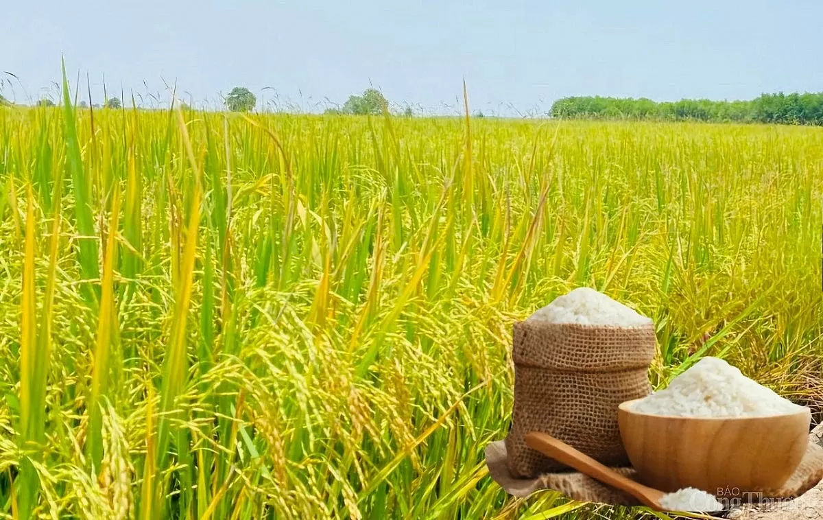 Giá lúa gạo hôm nay ngày 16/4: Gạo xuất khẩu giảm nhẹ Giá lúa gạo hôm nay ngày 16/4: Gạo xuất khẩu giảm nhẹ