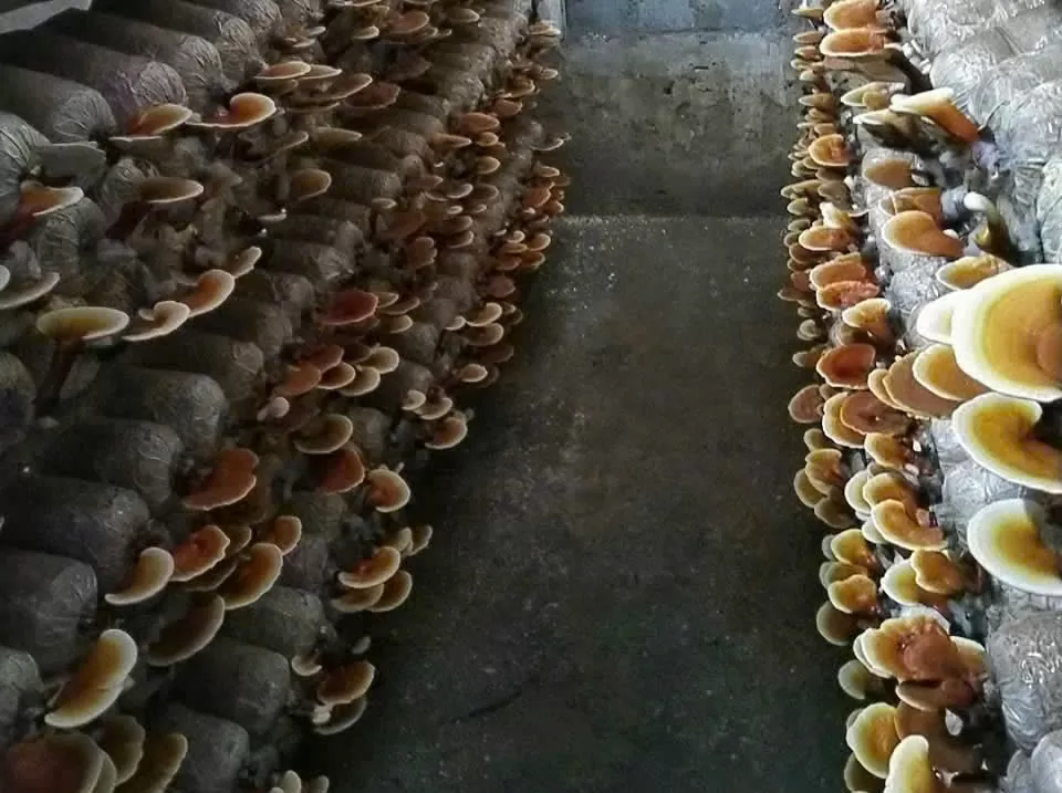 Mô hình trồng nấm linh chi của anh Vũ Mạnh Trung khi bước vào giai đoạn thu hoạch Mô hình trồng nấm linh chi của anh Vũ Mạnh Trung khi bước vào giai đoạn thu hoạch