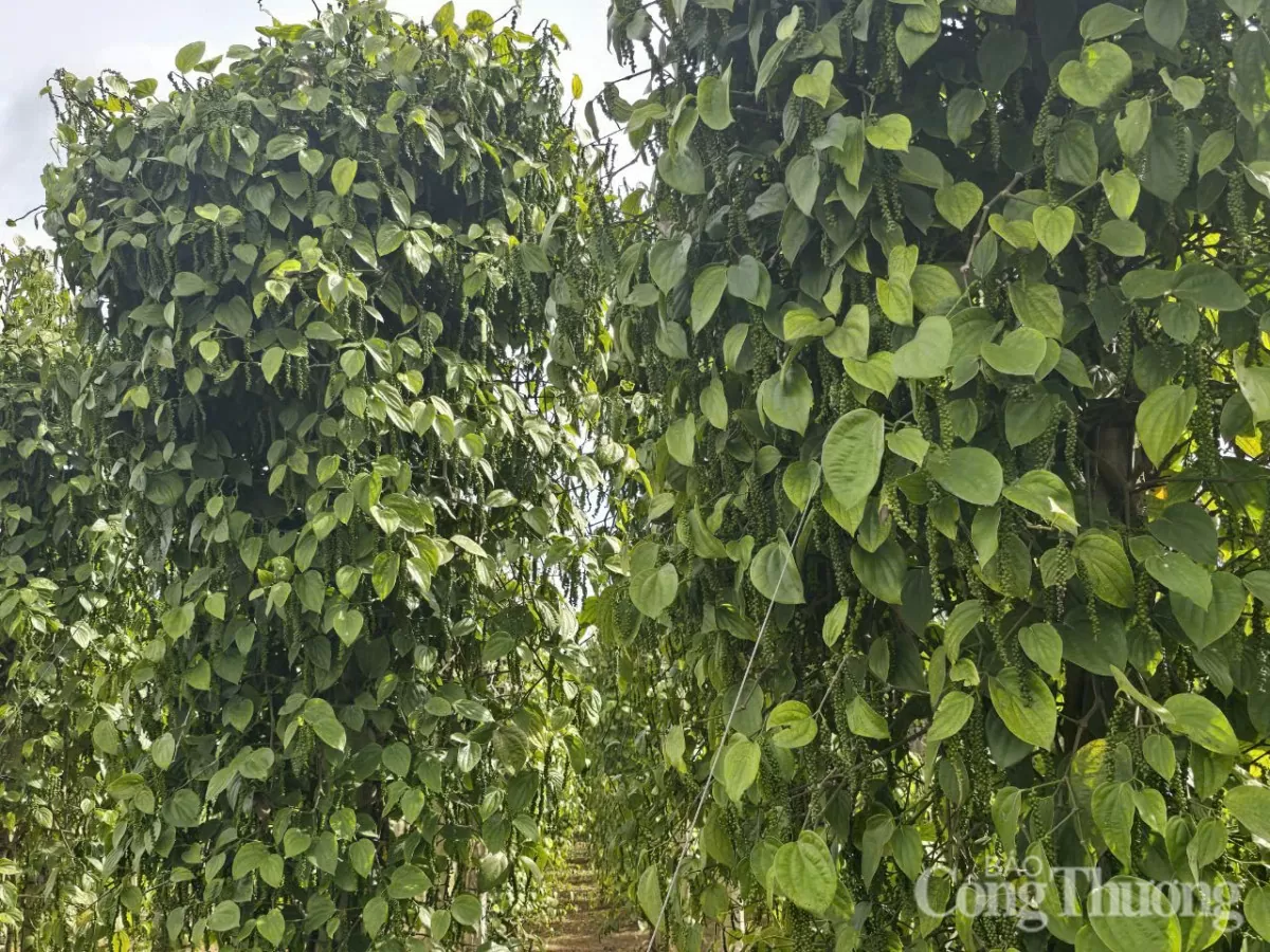 Giá tiêu hôm nay 18/4/2025, trong nước Giá tiêu hôm nay 18/4/2025, trong nước cao nhất 159.000 đồng/kg