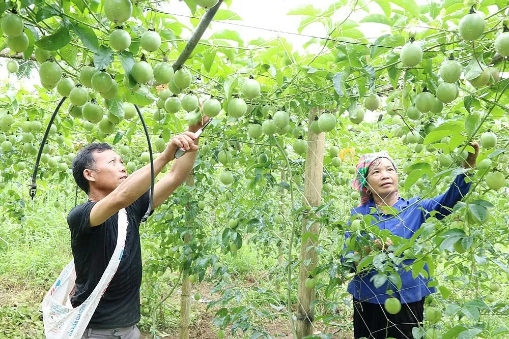 Lai Châu tìm đầu ra bền vững cho sản phẩm vùng cao Lai Châu tìm đầu ra bền vững cho sản phẩm vùng cao