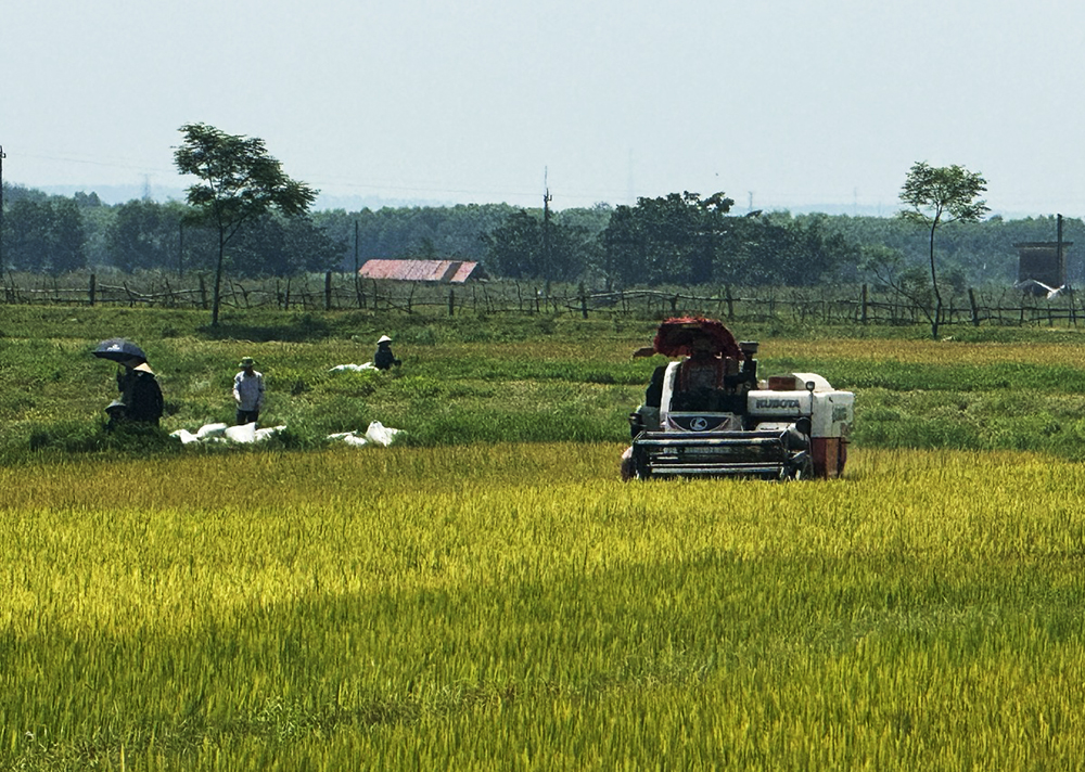 Nông dân huyện Lệ Thủy thu hoạch lúa đông-xuân.