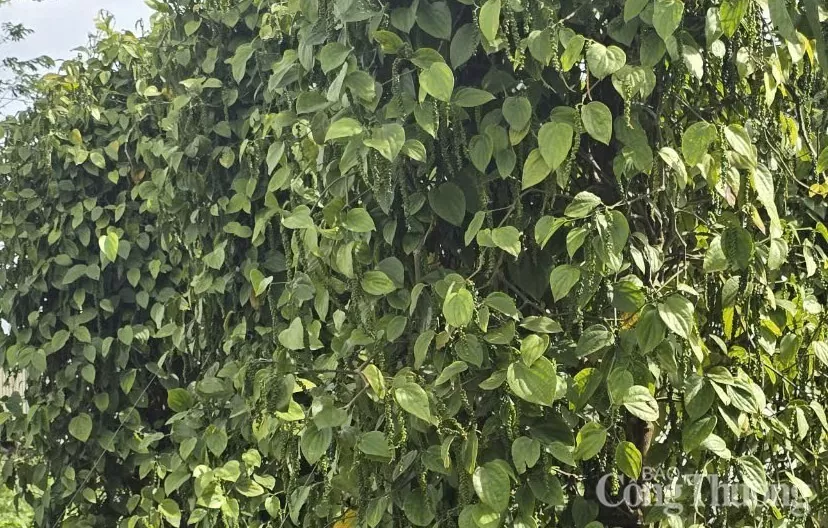 Giá tiêu hôm nay 19/5/2025: trong nước cao nhất 153.000 đồng/kg