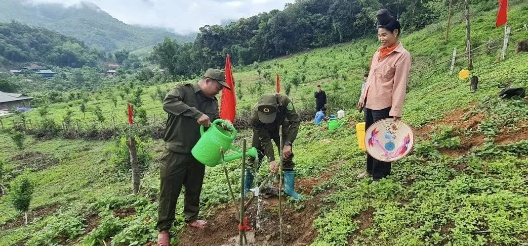 Điện Biên ra quân trồng mắc ca, hướng tới phát triển bền vững