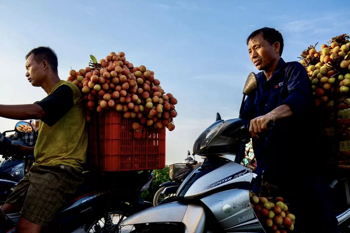 Hải Dương tích cực xúc tiến thương hiệu vải thiều Thanh Hà