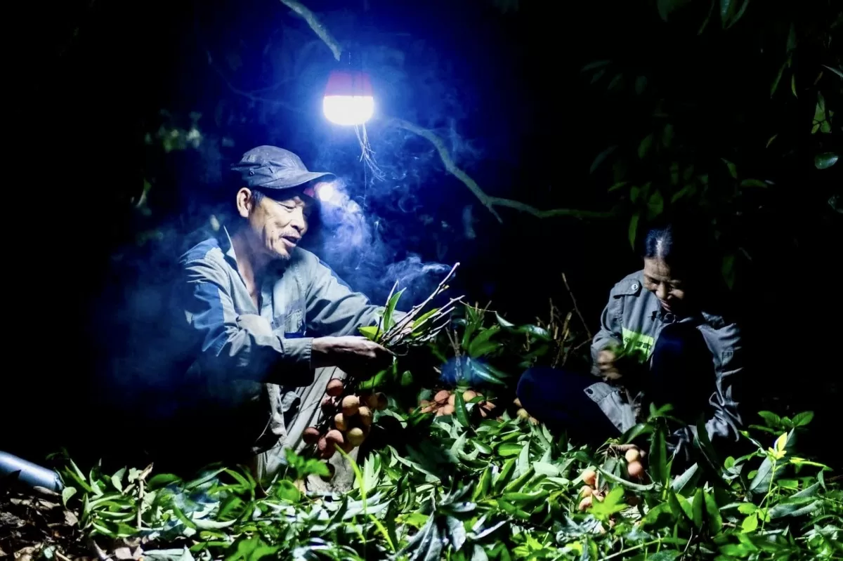 Hải Dương tích cực xúc tiến thương hiệu vải thiều Thanh Hà