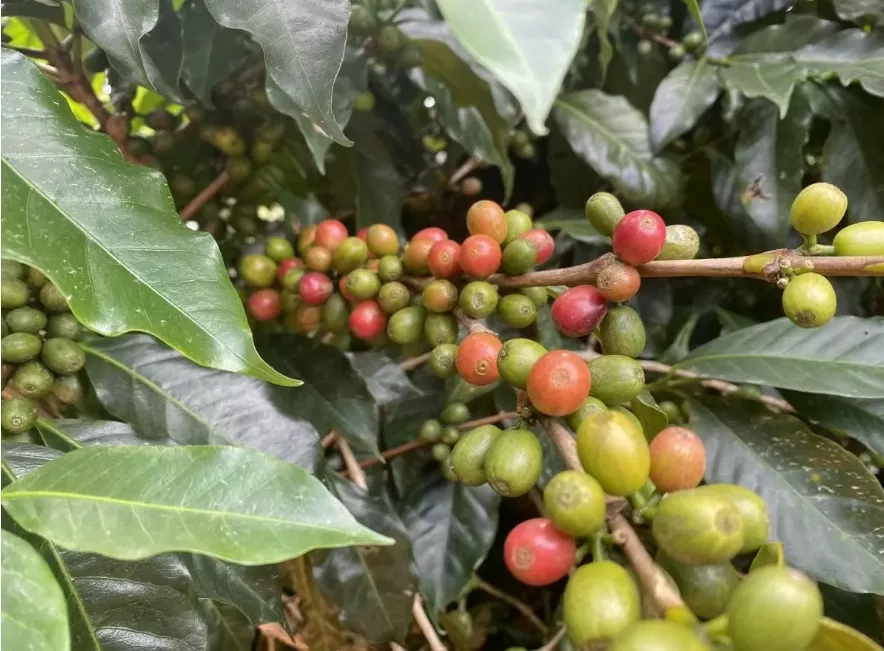 Giá cà phê Robusta giảm về dưới mốc 4.900 USD/tấn