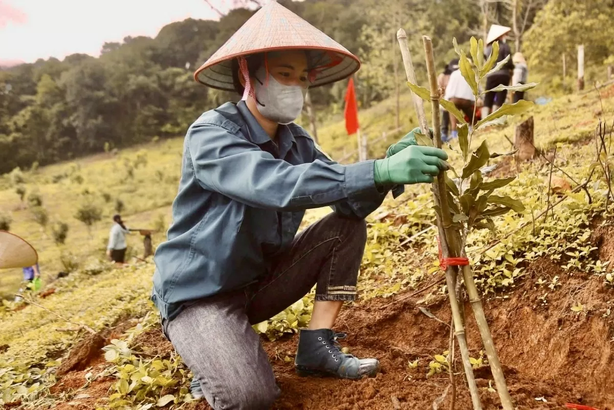 Điện Biên ra quân trồng mắc ca, hướng tới phát triển bền vững
