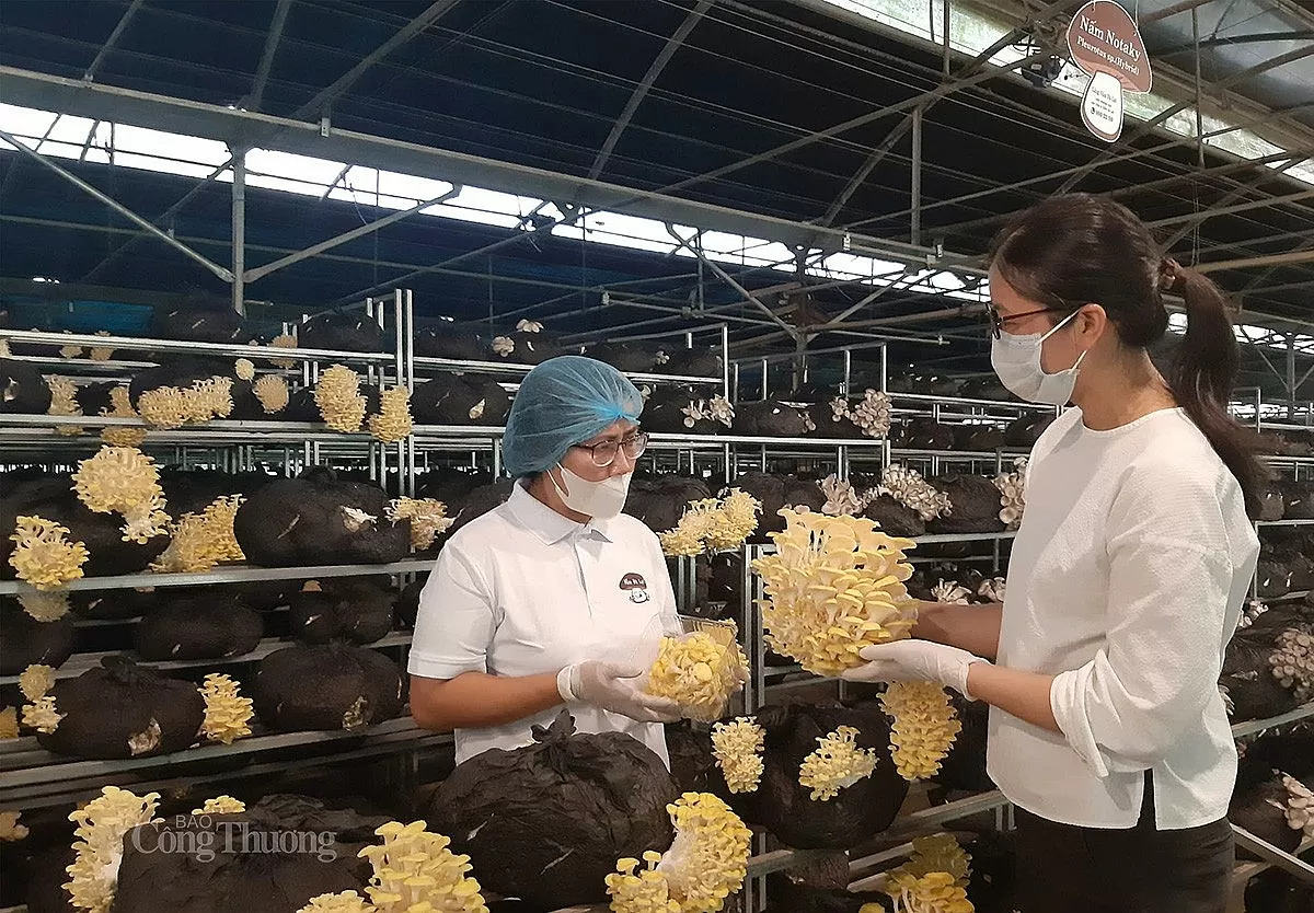 Chị Phạm Minh Hoa (bên phải) hướng dẫn công nhân thu hoạch nấm hoàng kim tại trang trại