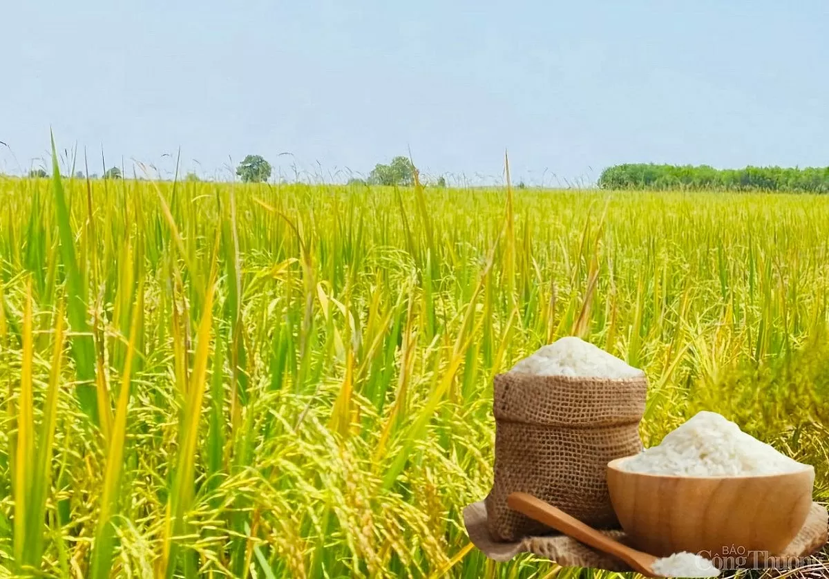 Giá lúa gạo hôm nay ngày 21/5: Gạo nguyên liệu quay đầu giảm