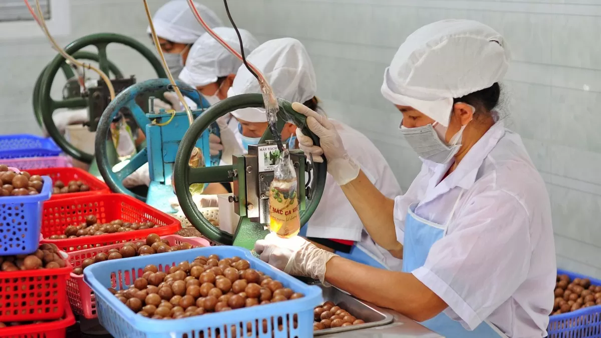 Lan toả thương hiệu mắc ca Di Linh Lan toả thương hiệu mắc ca Di Linh