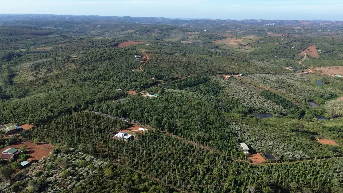 Đắk Nông: Định hình sản phẩm cà phê 'không phá rừng'