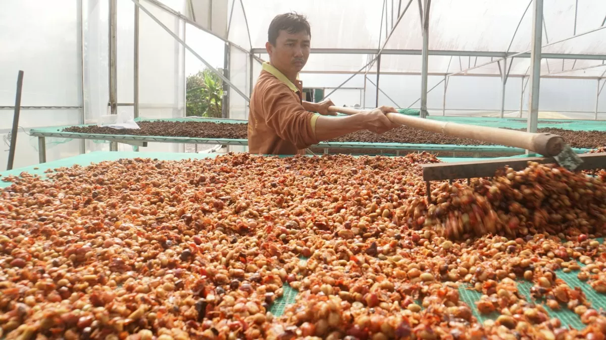 Đắk Nông: Định hình sản phẩm cà phê 'không phá rừng'