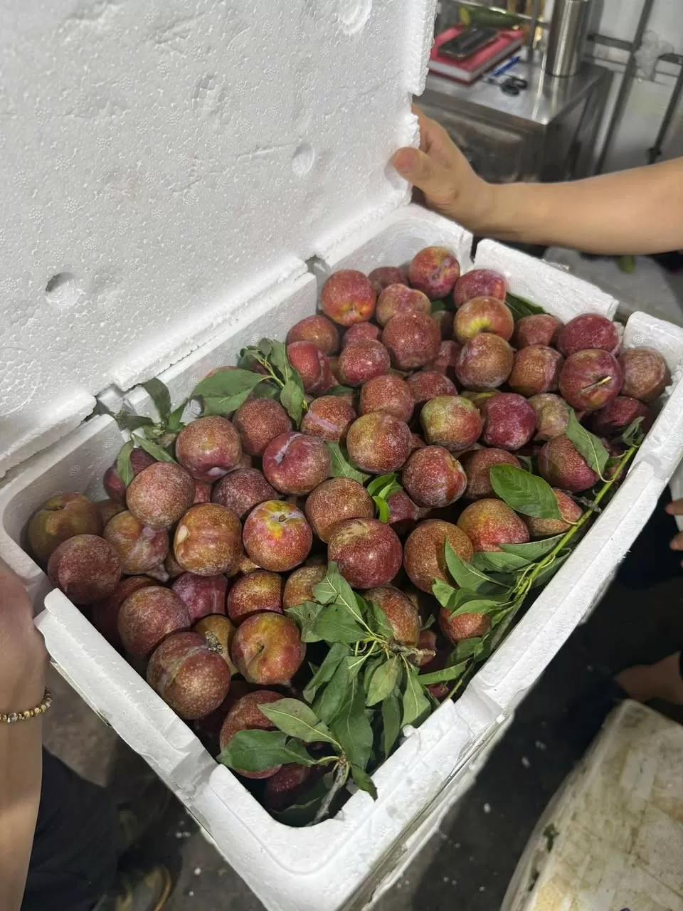 Mận hậu chính vụ hút khách, tiểu thương đua nhau 'hốt bạc' Mận hậu chính vụ hút khách, tiểu thương đua nhau 'hốt bạc'