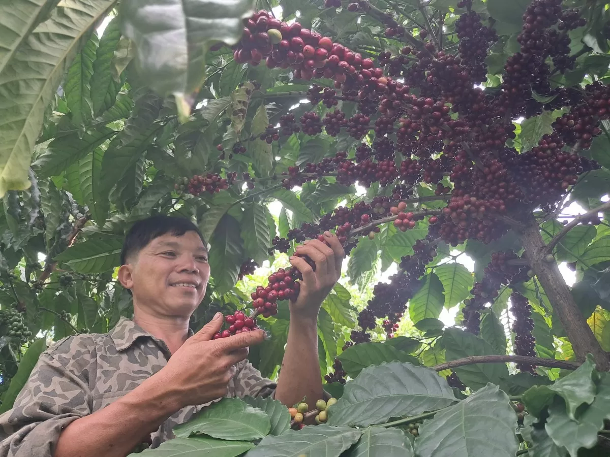 Đắk Nông: Định hình sản phẩm cà phê 'không phá rừng'