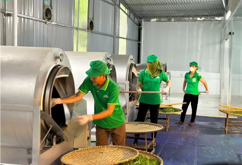 Chè Thái Nguyên Chè Thái Nguyên