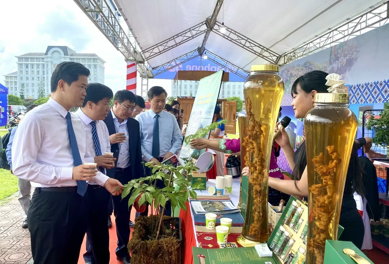 Sâm Lai Châu: Khi sản vật núi rừng bước vào chuỗi giá trị