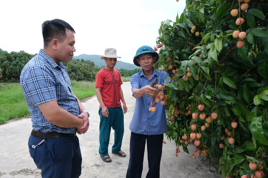 Ông Nguyễn Văn Hồng, HTX Dịch vụ tiêu thụ nông sản Tân Mộc chia sẻ với Báo GD&TĐ.